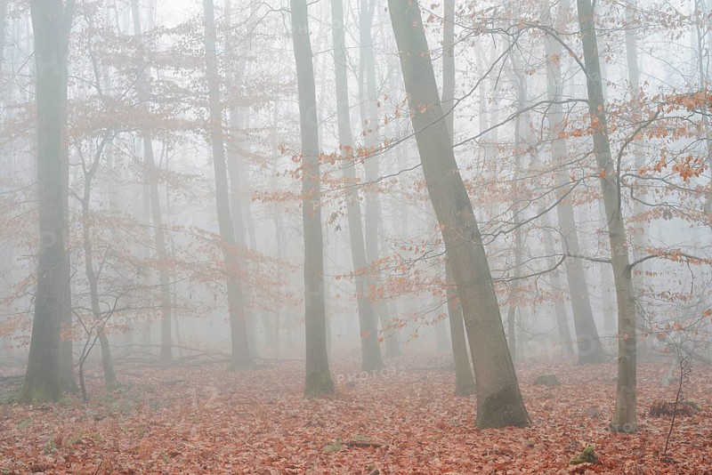Forest with copper beeches (Fagus sylvatica) and English oaks (Quercus robur) in the morning mist, autumn, North Rhine-Westphalia, Germany