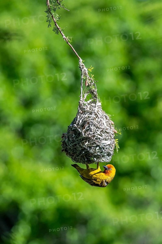Cape Weaver Bird (Ploceus capensis) hanging upside down from its nest, Addo Elephant Park, South Africa