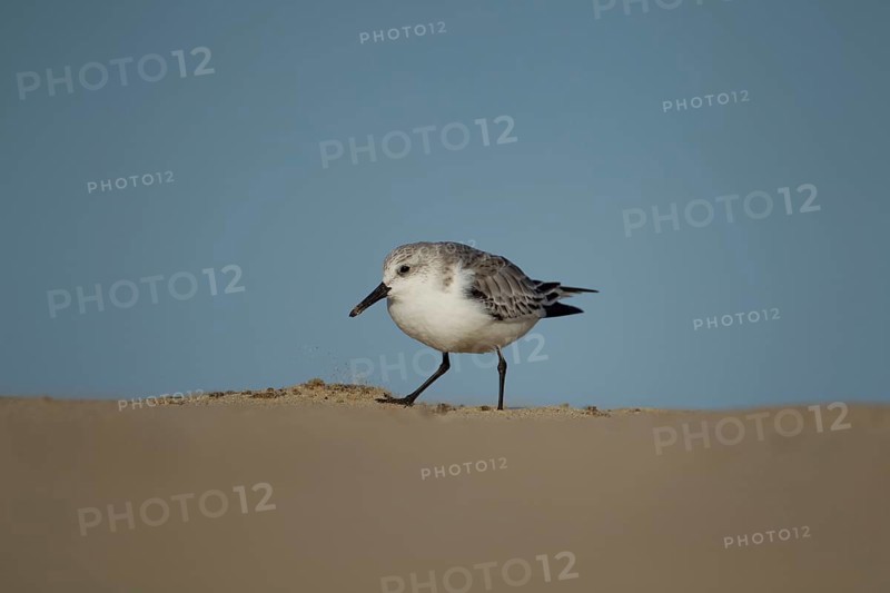 Sanderling (Calidris alba) adult wading bird in winter plumage on a beach, Norfolk, England, United Kingdom