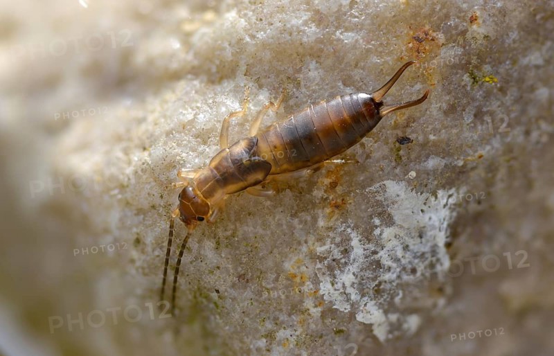 Dermaptera, earwigs, European earwig, forficula auricularia, common earwig, earworm, insects