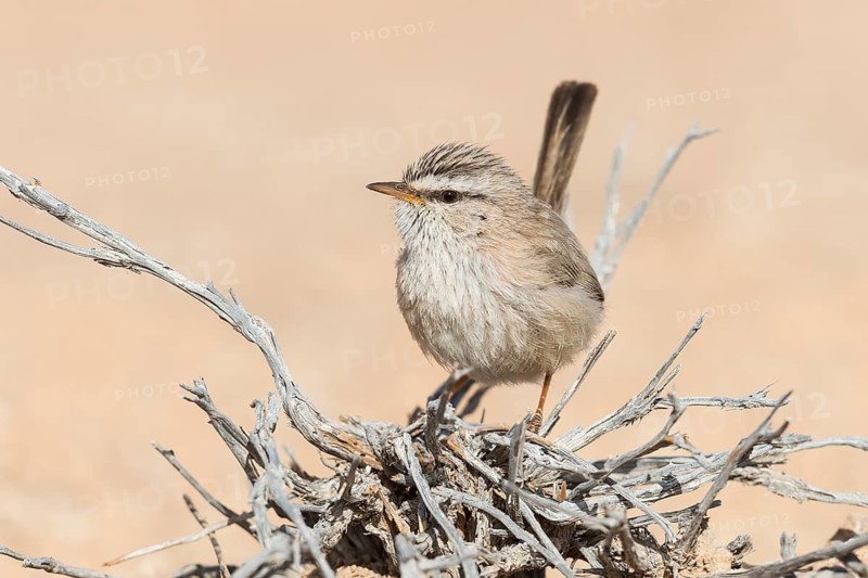 Streaked Scrub Warbler (Scotocerca inquieta), Eilat, Israel