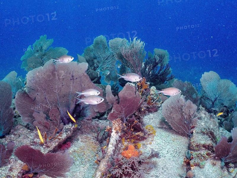 Underwater scene with live corals and fish school on a shipwreck, Hannah M. Bell wreck dive site, John Pennekamp Coral Reef State Park, Key Largo, Florida Keys, Florida, USA