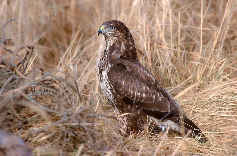Accipitriformes, Buteo Buteo, Buzzard, Buzzard, Birds of Prey, Raptors, Birds