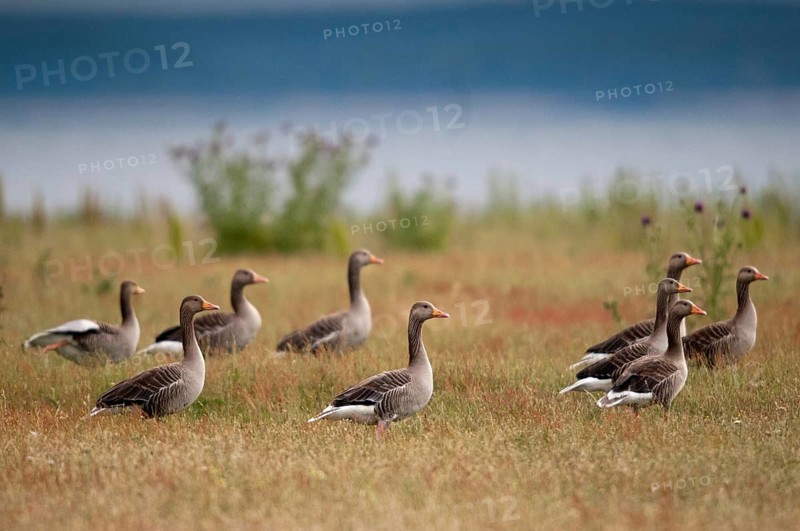 Anser Anser, Greylag or Graylag Goose, Grelag Goose, Anatidae, Birds, Duckbirds, Goose, Geese, Birds, Waterbirds