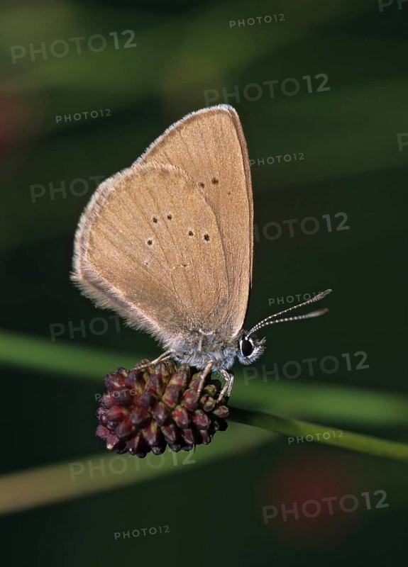 Ant blue, dark meadowbutton ant blue, dusky large blue, glaucopsyche nausithous, maculinea nausithous, phengaris nausithous, black blue meadowbutton ant blue, meadowbutton ant blue, butterfly, ffh, high size, portrait format, insects, leo, butterfly, butterflies, butterflies, butterflies