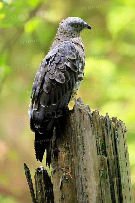 Honey buzzard (Pernis apivorus), adult, perch, vigilant, in summer, Šumava, Czech Republic