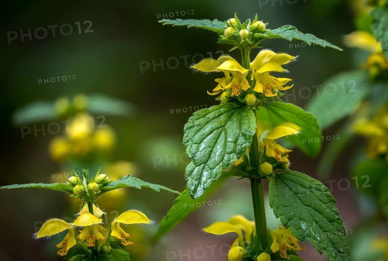 Real golden nettle, galeobdolone luteum, golden deaf nettle, golden nettle, lamiaceae, lamium galeobdolone, mint, aluminum plant, artillery plant, flora, plants, yellow archangel, yellow weasel snout