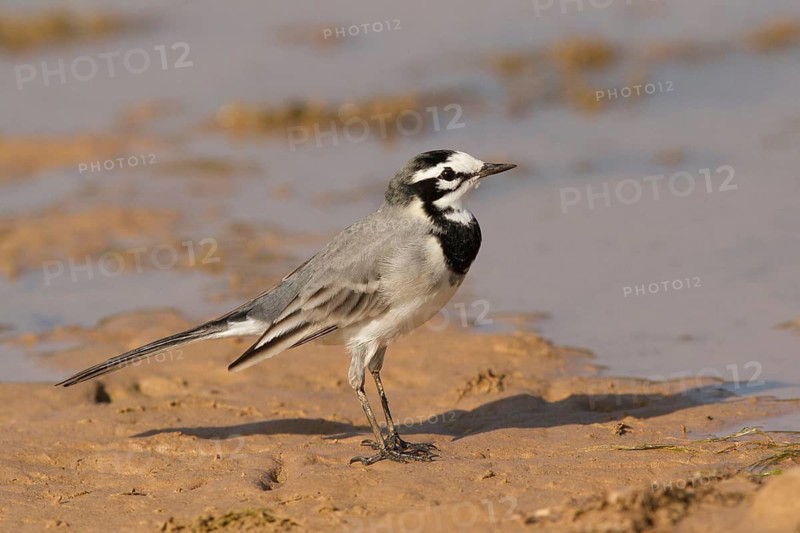 White Wagtail (Motacilla alba subpersonata), Morocco