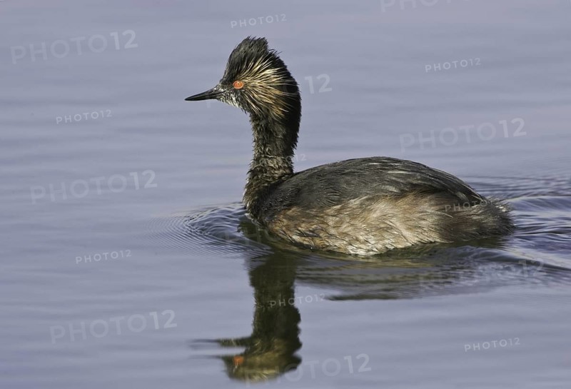 Black-necked Grebe (Podiceps nigricollis), California, USA