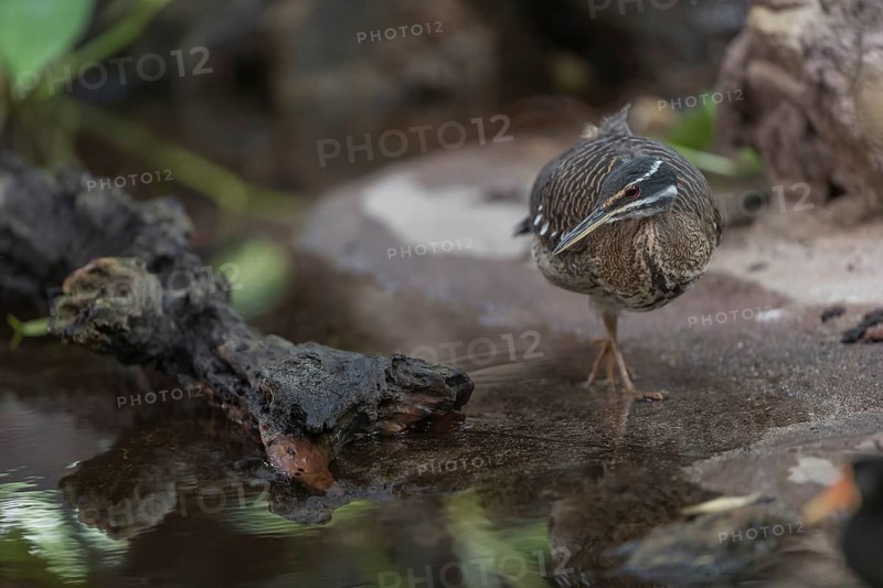 One sunbittern (Eurypyga helias) standing in the water of a forest creek