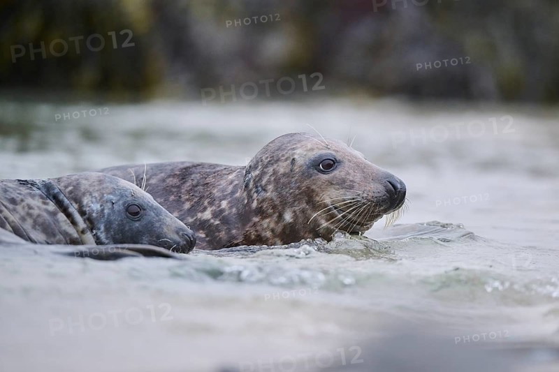 Grey seal (Halichoerus grypus) playing with each other in the water, sea, Düne, Helgoland, Schleswig-Holstein, Germany