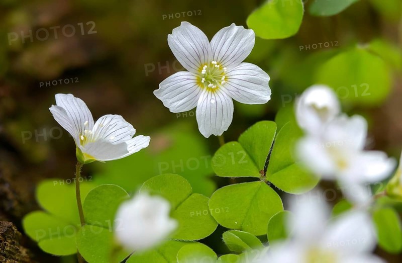 Oxalidaceae, Oxalis Acetosella, Sour Clover, Woodsorrel, Common Wood Sorrel, Flora, Spring, Plants, Spring