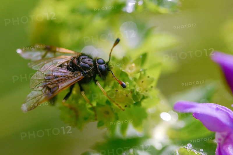Abia candens, field widow flowers clubhorn leaf wasp, cimbicidae, hymenoptera, clubhorn leaf wasp, clubhorn leaf wasps, small field widow flowers clubhorn leaf wasp, plant wasps, symphyta, insects, insects