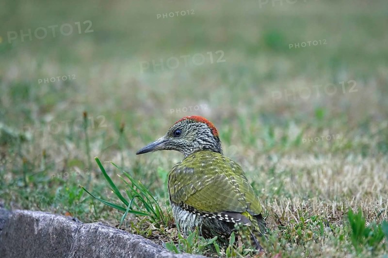 Green woodpecker (Picus viridis), June, Germany