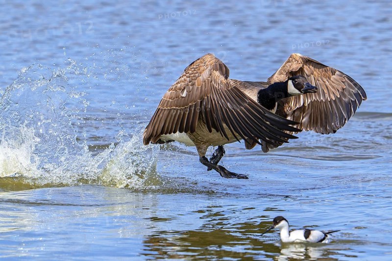 Canada goose, Canadian goose (Branta canadensis) taking off from lake by running over water