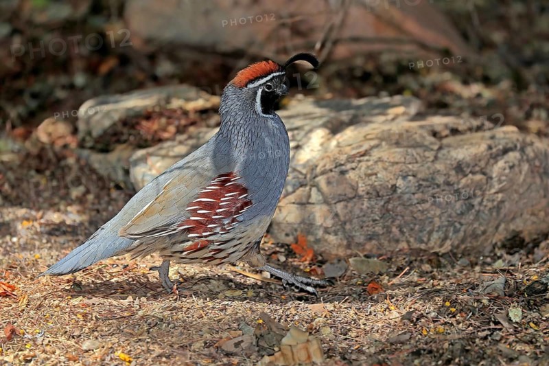 Gambel's quail (Callipepla gambelii), adult, male, alert, Sonoran Desert, Arizona, North America, USA