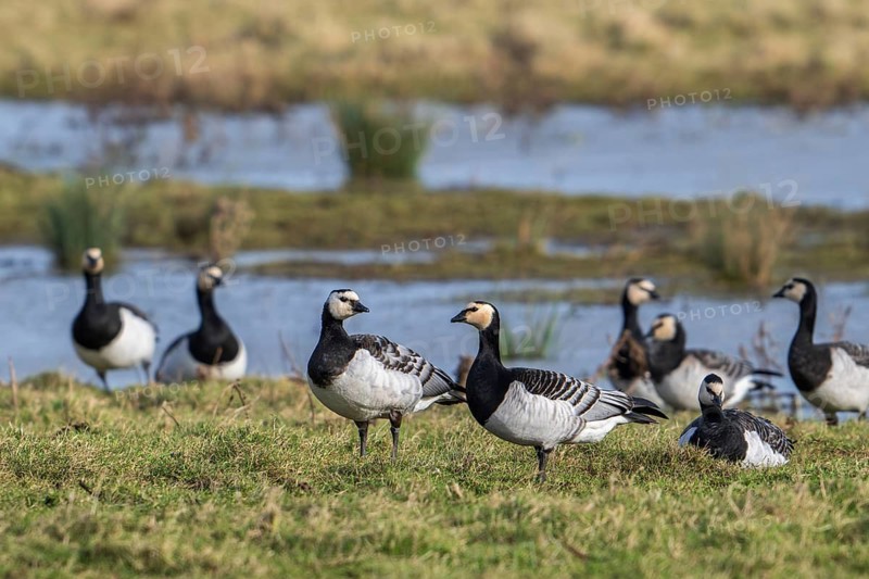 Flock of barnacle geese (Branta leucopsis) resting in wetland in winter