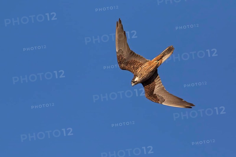 Eleonora's Falcon (Falco eleonorae) male flying, Sardinia, Italy