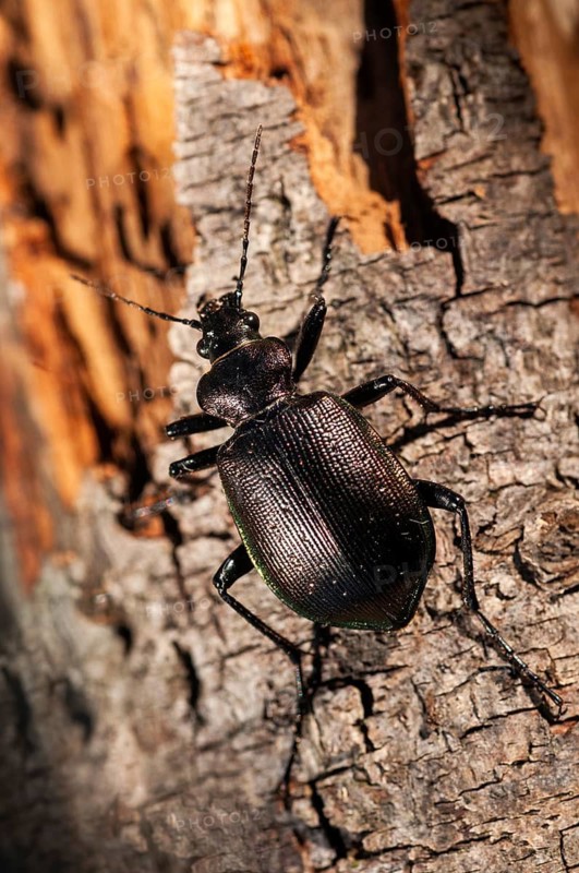 Calosoma inquisitor, small doll predator, climbing beetle, lesser searcher, beetle, coleoptera, high size, portrait format, insects, beetles