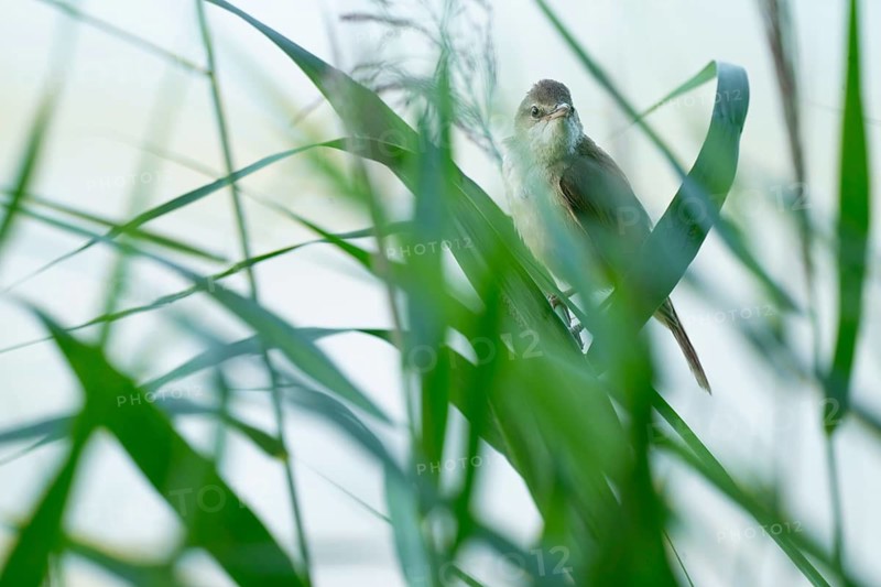 Reed warbler (Acrocephalus arundinaceus) on a reed stem, reed (Phragmites australis), Lower Saxony, Germany