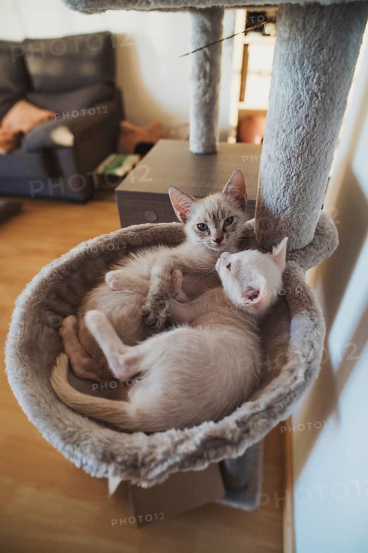 A serene image capturing two adorable kittens snuggling together in a cozy cat bed, with a subtle hint of a living space in the background