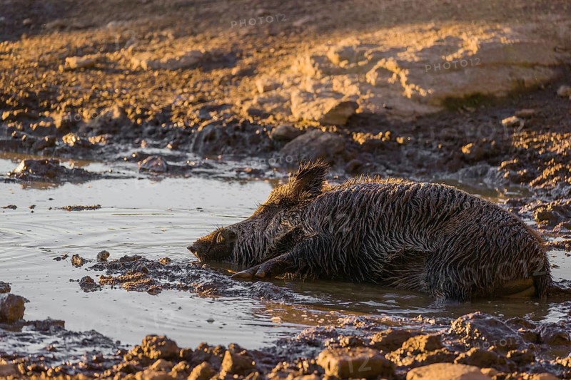 A wild boar or wild pig (Sus scrofa) takes a mud bath in a waterhole
