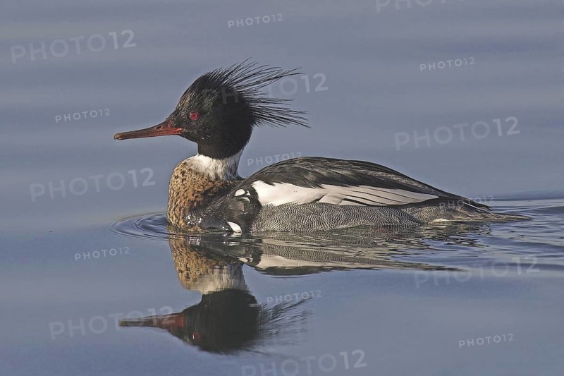 Red-breasted Merganser (Mergus serrator) male, Ontario, Canada