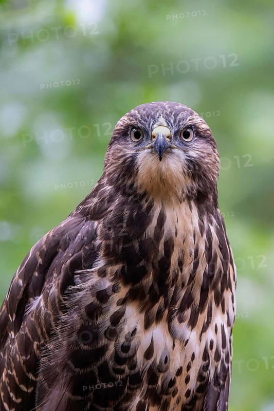 Common Buzzard (Buteo buteo) juvenile, South Holland, Netherlands