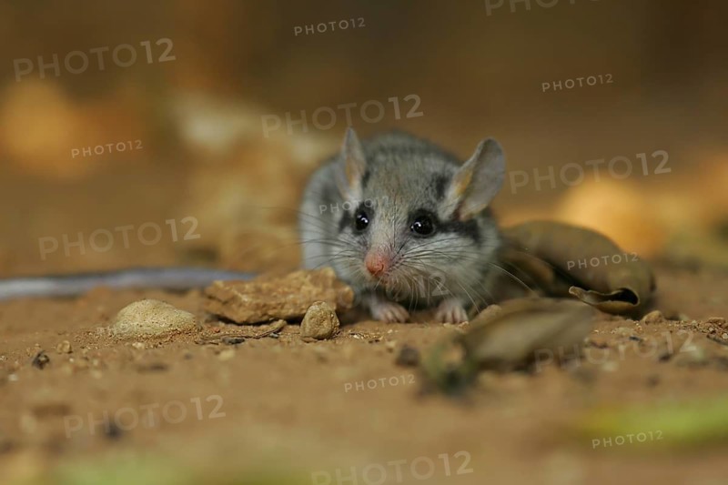 Gartenschläfer (Eliomys quercinus) adult Nahaufnahme in Büschen, Spanien