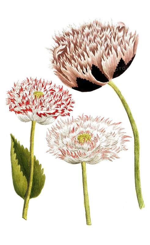 Botany, plants, Papaver hortense cristatum, stuffed poppy