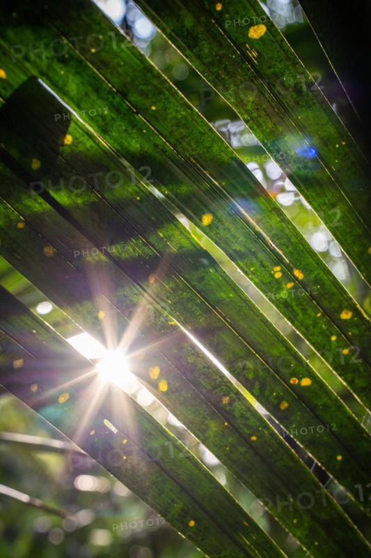 Sun flashes through the rainforest, Amazon Museum MUSA, Cidade de Deus, Manaus, Brazil