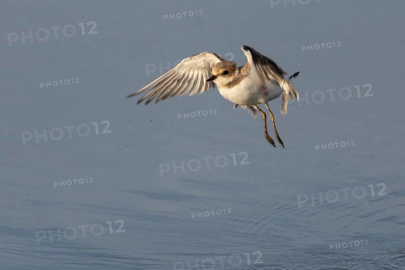 Little ringed plover (Charadrius dubius) juvenile wading bird taking off from a shallow lagoon in summer, RSPB Titchwell nature reserve, Norfolk, England, United Kingdom