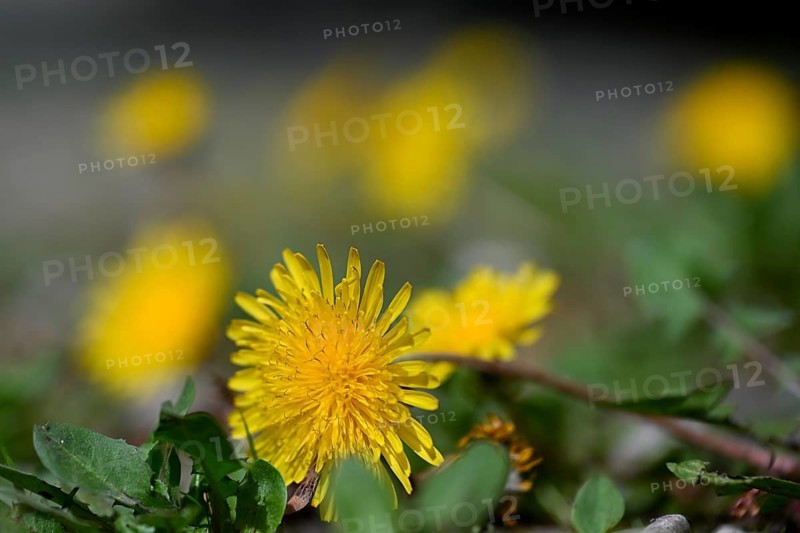 Common dandelion, dandelion, dandelion flower, cowflower, meadow dandelion (Taraxacum officinale)