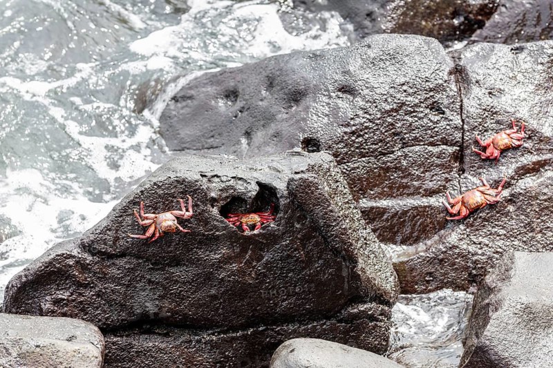 Red rock crab (Grapsus grapsus), Galapagos, Ecuador