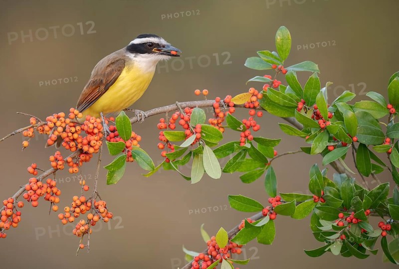 Great Kiskadee (Pitangus sulphuratus) perched on a branch, feeding on red berries, Texas, USA