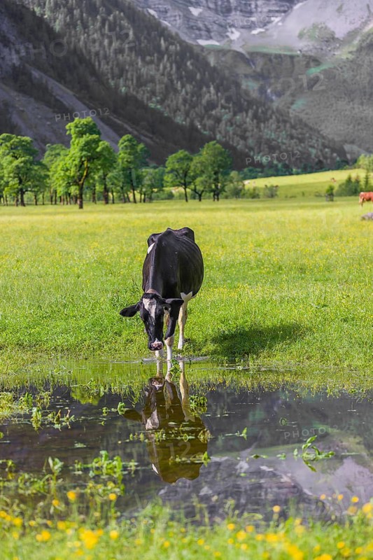 Holstein Friesian cattle stand on a green meadow at a puddle and drink. A reflection of the cows and the mountains can be seen in the puddle. Eng Valley, Austria