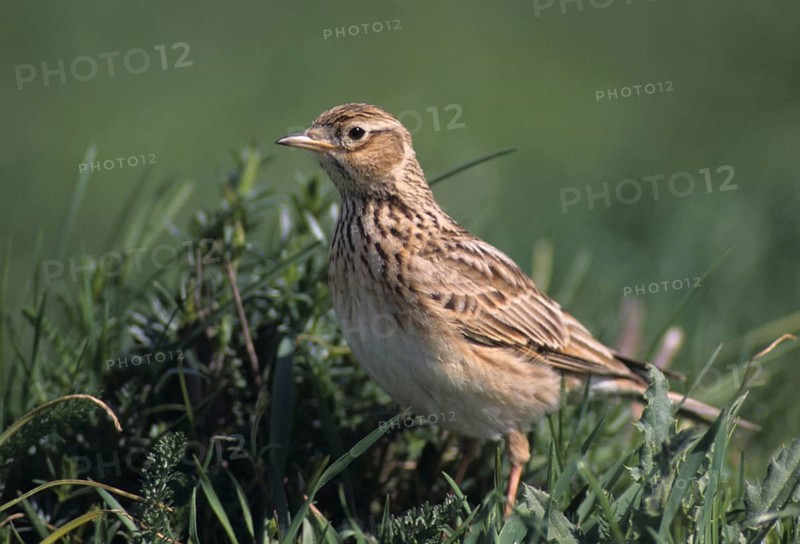 Alauda Arvensis, Skylark, Birds, Leo, Larks, Passeri, Songbirds, Songbirds, Birds