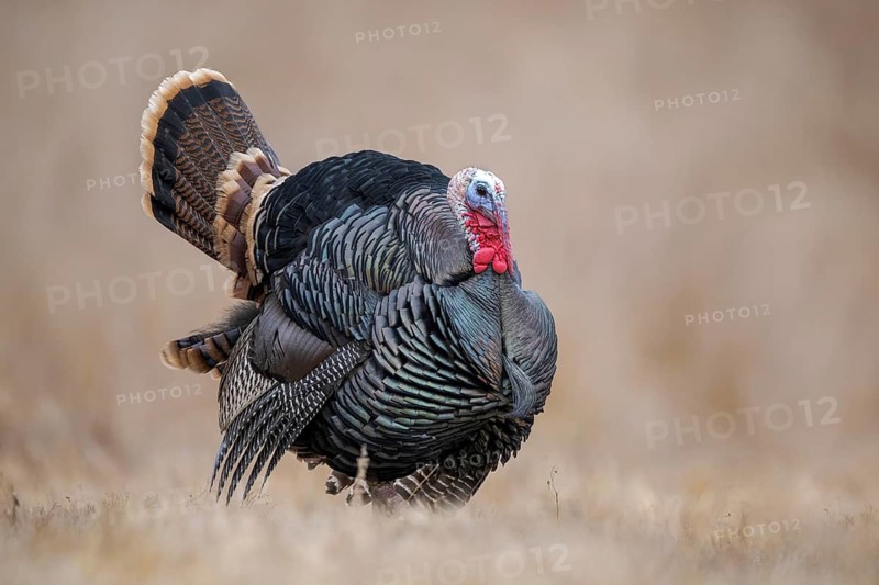 Wild Turkey (Meleagris gallopavo) male, California, USA