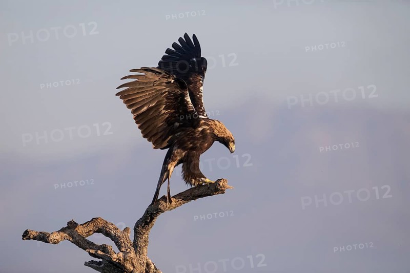 Iberian Eagle (Aquila adalberti), Spanish imperial eagle, Extremadura, Castilla La Mancha, Spain