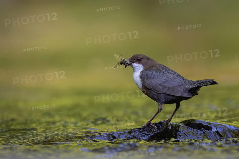 White-throated Dipper (Cinclus cinclus) with food in its beak, North Rhine-Westphalia, Germany