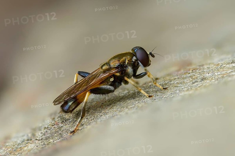 Brown-toed leafwalker, common red leafrunner hoverfly, common long-belly hoverfly, long-bellied hoverfly, hoverflies, syrphidae, xylota segnis, diptera, insects, hoverfly, two-winged