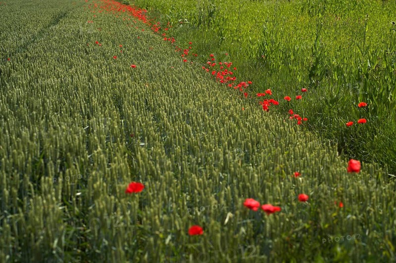 A wildflower strip with common poppies (Papaver rhoeas) to promote biodiversity in a wheat field, Agrawirtschaft, Fellbach, Baden-Württemberg, Germany