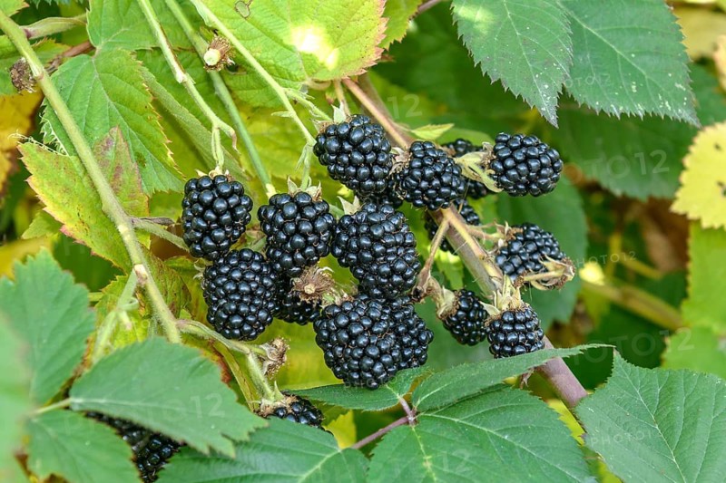 Thornless blackberry (Rubus fruticosus 'Thornfree'),  Germany