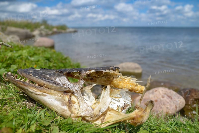 Esox Lucius, pike, pike, predatory fish, fish, fishes, food fish, carcass, head, northern pike, pisces, skull, dead