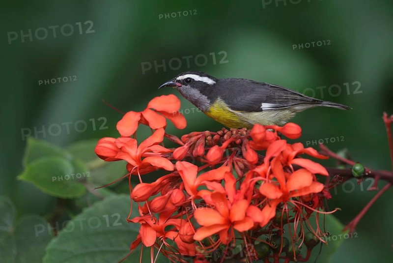Bananaquit (Coereba flaveola), Dominican Republic
