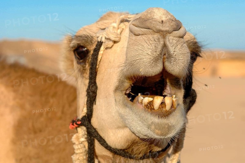 Dromedary (Camelus dromedarius) One-humped Arabian camel looks directly at observer shows bared strong teeth bared unbrushed teeth, Egypt