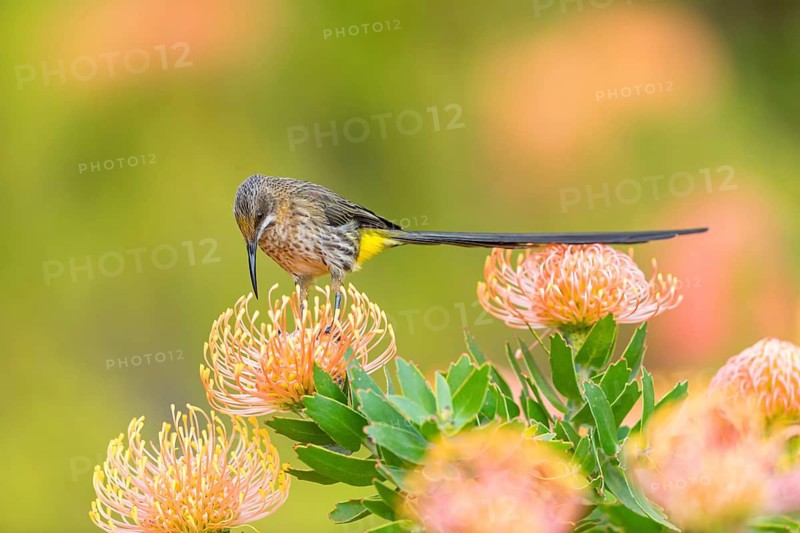 Cape sugarbird (Promerops cafer), Harold Porter National Botanical Gardens, Betty's Bay, Western Cape, South Africa