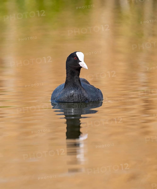 Eurasian Coot (Fulica atra), swimming on a pond, Thuringia, Germany