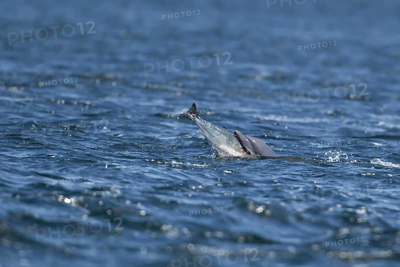 Common bottlenose dolphin (Tursiops truncatus) adult marine mammal eating a salmon fish on the surface of the sea, Scotland, United Kingdom