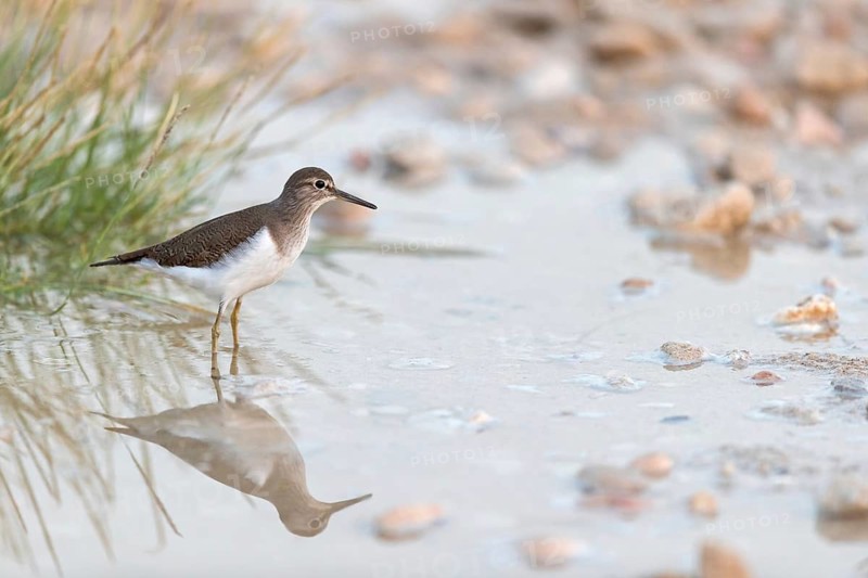 Common sandpiper, sandpiper (Actitis hypoleuco), biotope, habitat, foraging, Raysut, Salalah, Dhofar, Oman